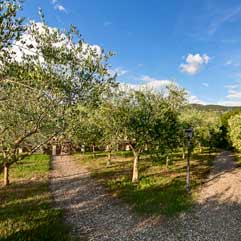 Agriturismo Reggello